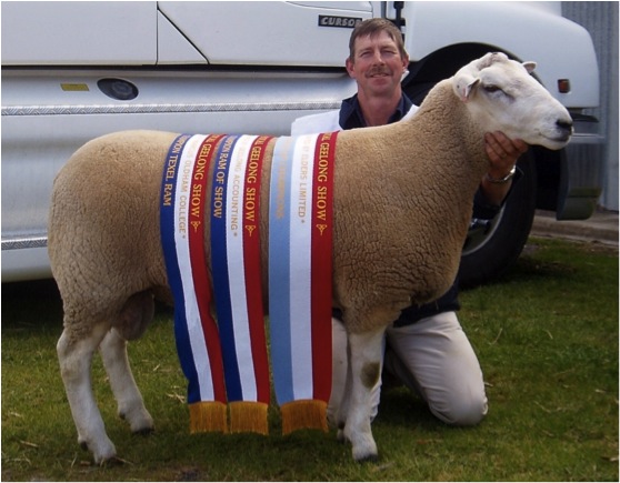 2009 geelong supreme sheep of show